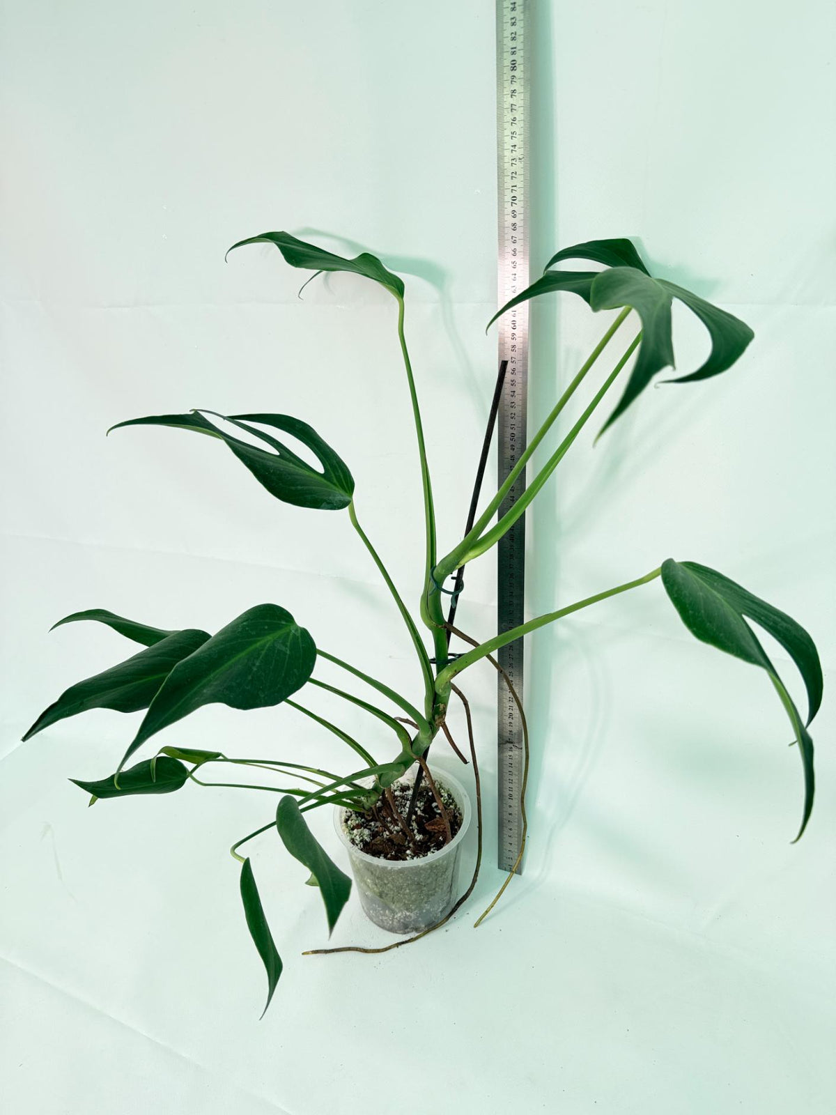 Monstera Burle Marx Flame XXL 09
