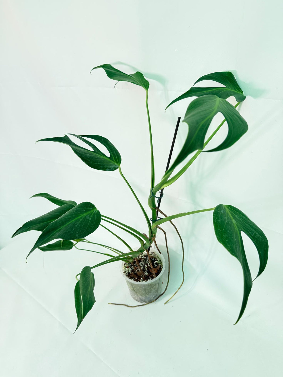 Monstera Burle Marx Flame XXL 01