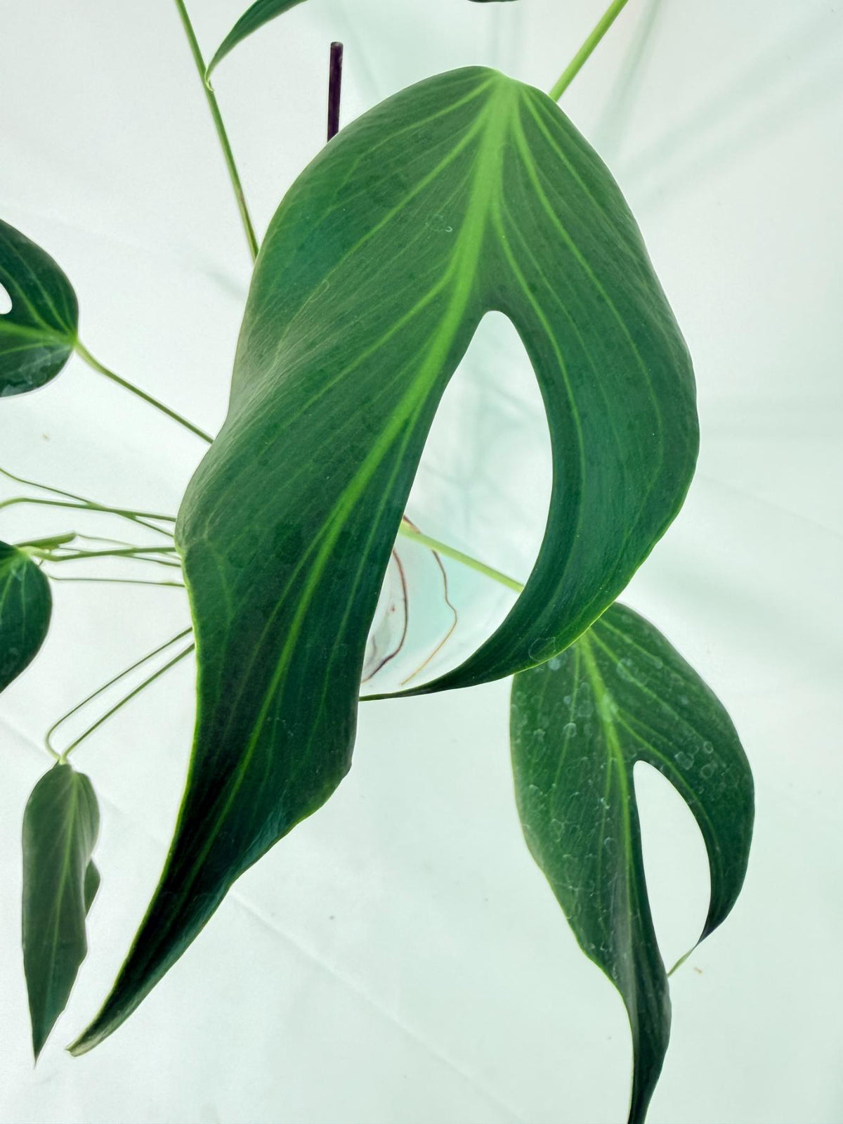 Monstera Burle Marx Flame XXL 03
