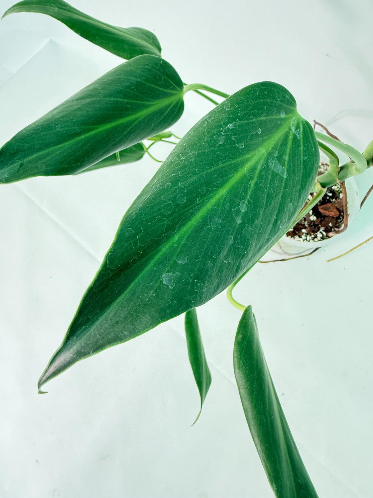 Monstera Burle Marx Flame XXL 05