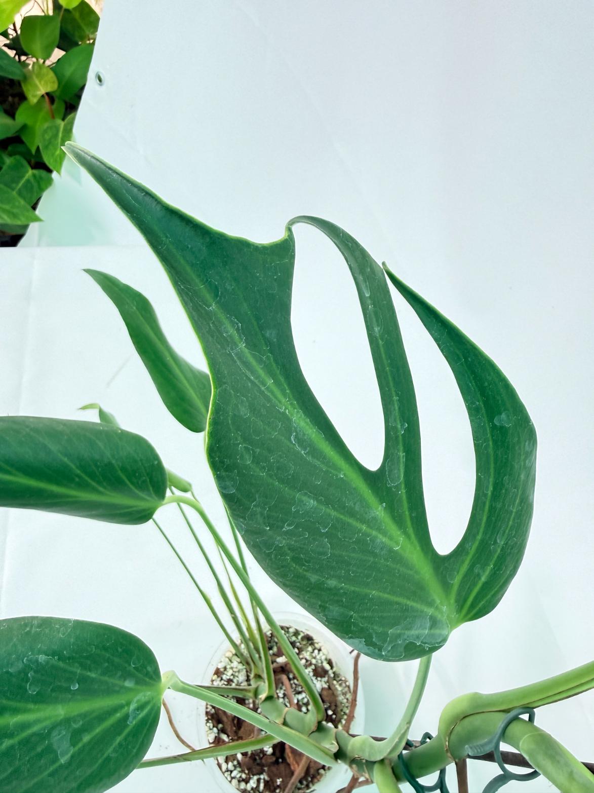 Monstera Burle Marx Flame XXL 06