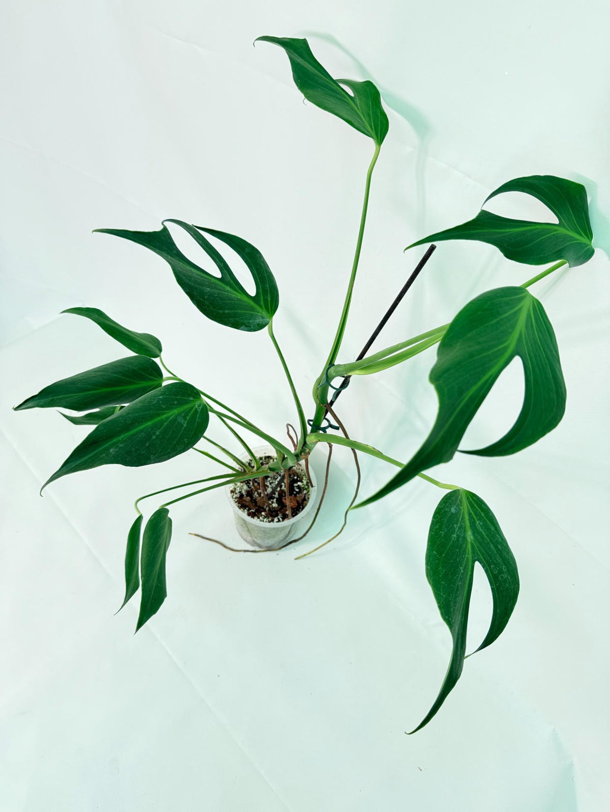 Monstera Burle Marx Flame XXL 08