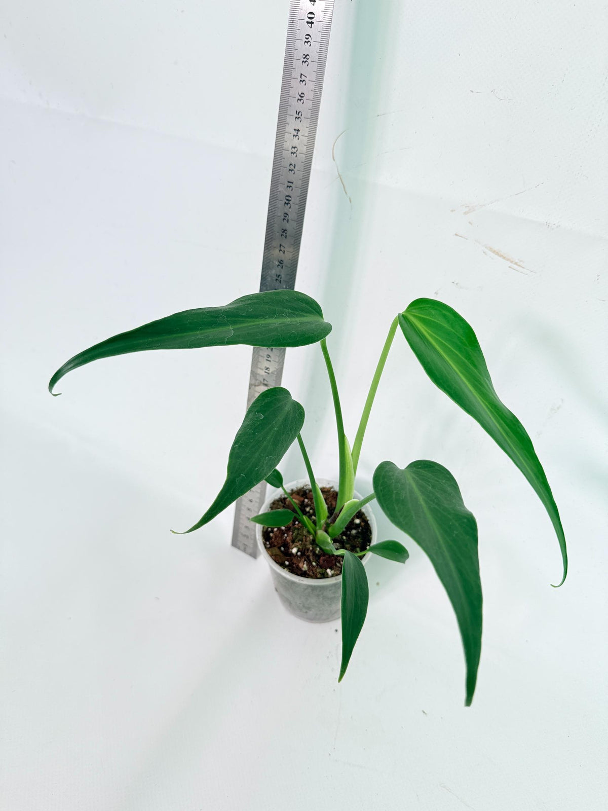Monstera Burle Marx Flame 5