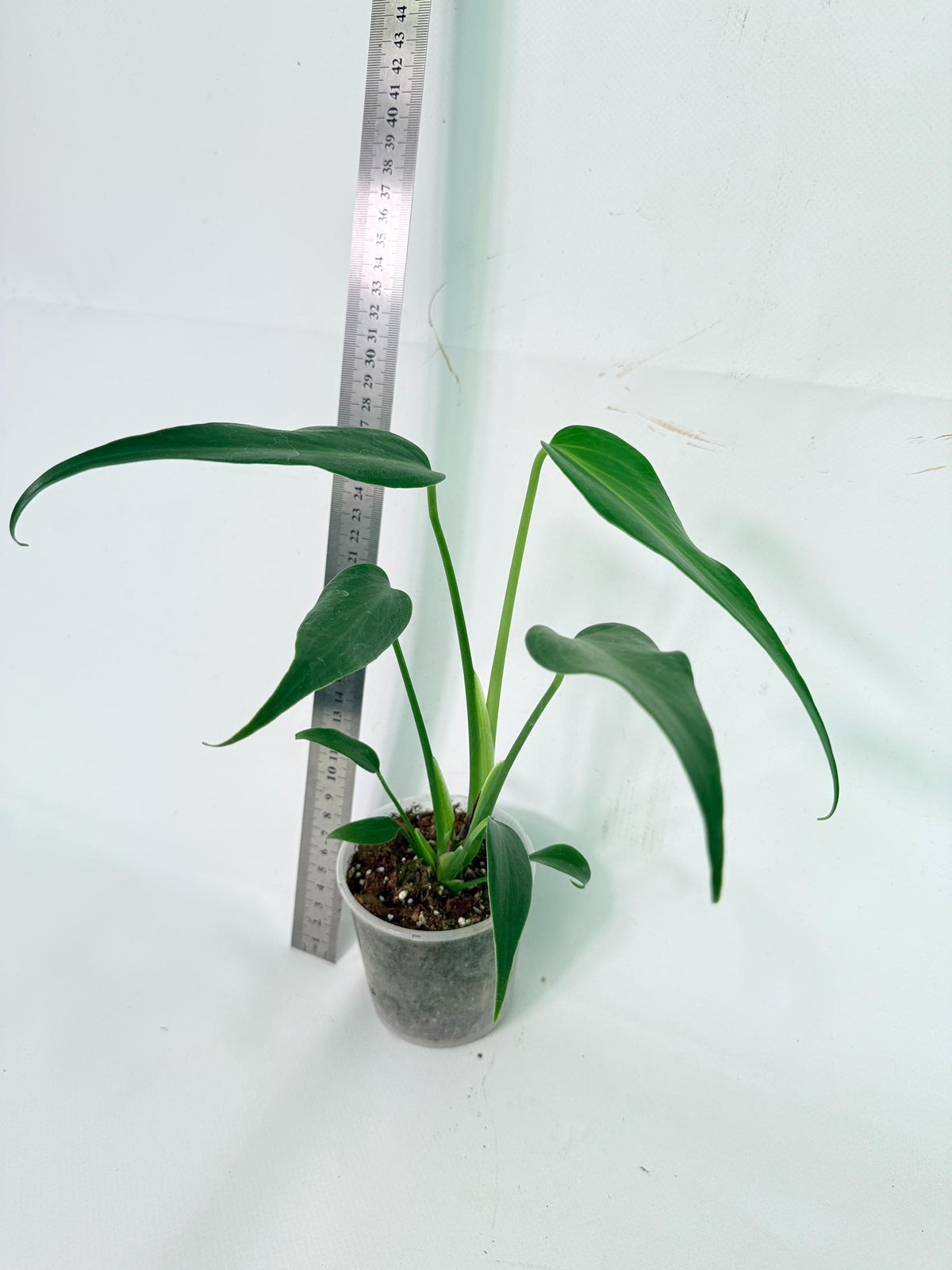 Monstera Burle Marx Flame 3