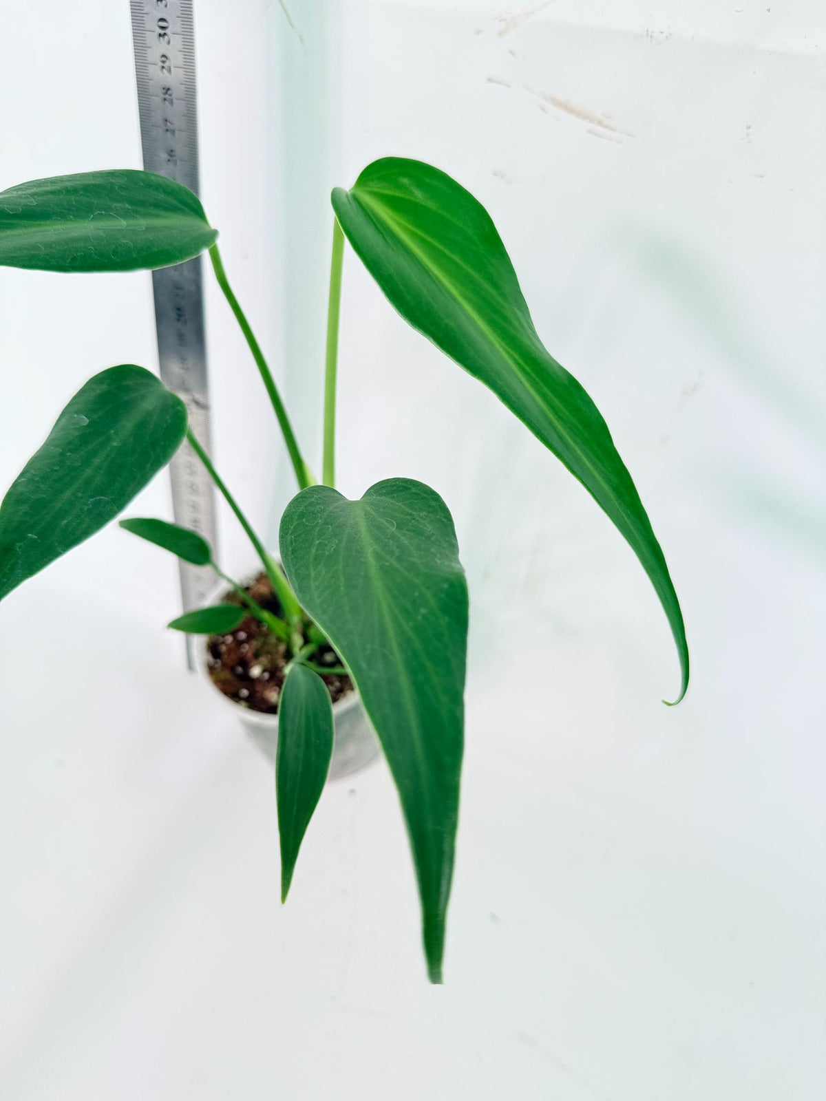 Monstera Burle Marx Flame 2