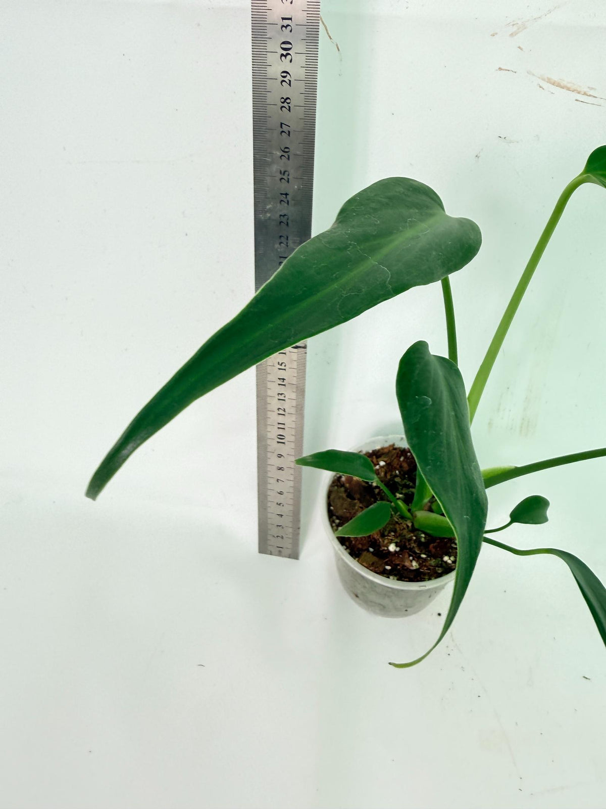 Monstera Burle Marx Flame 6