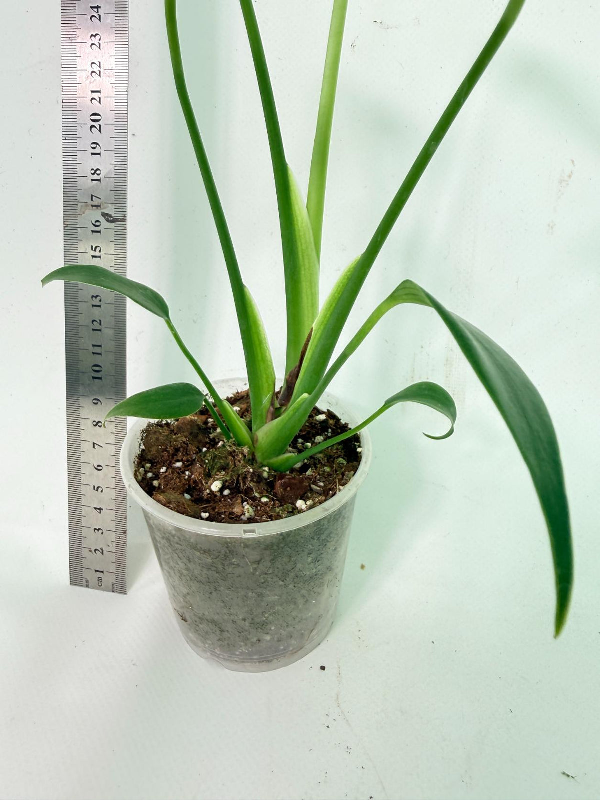 Monstera Burle Marx Flame 7