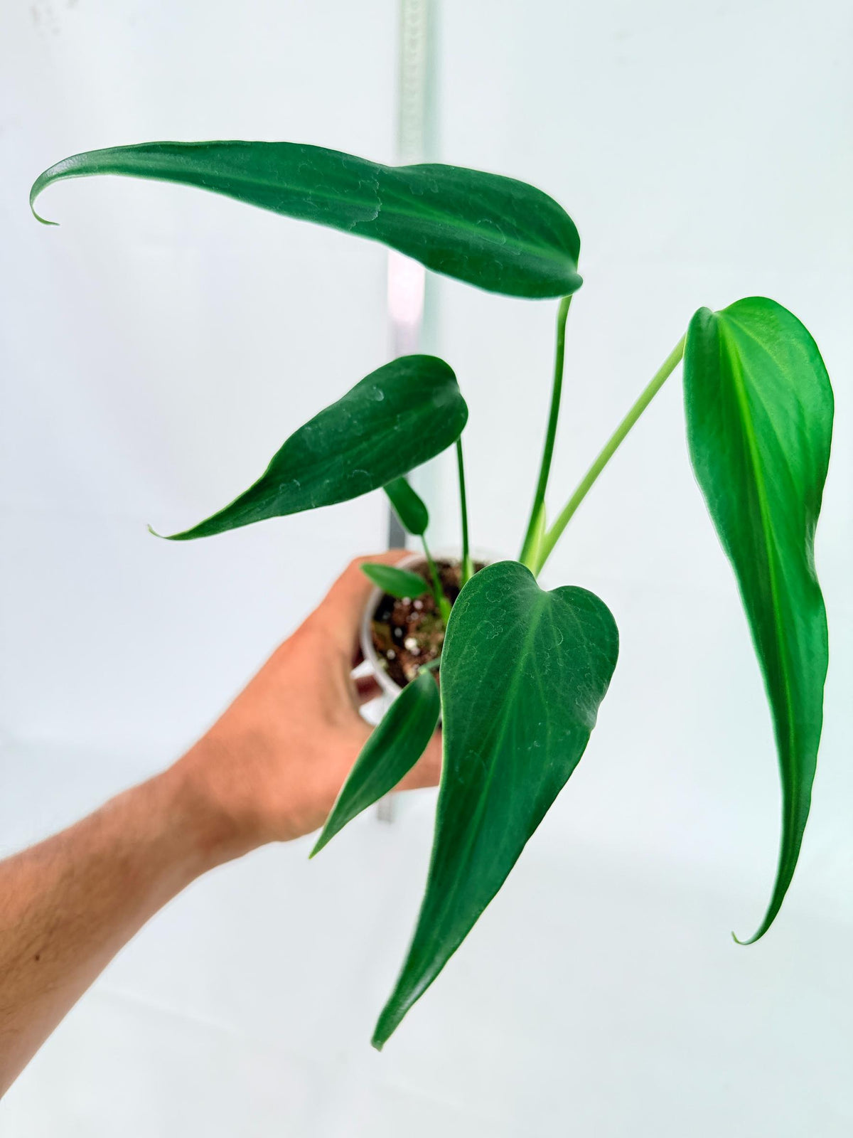 Monstera Burle Marx Flame 1