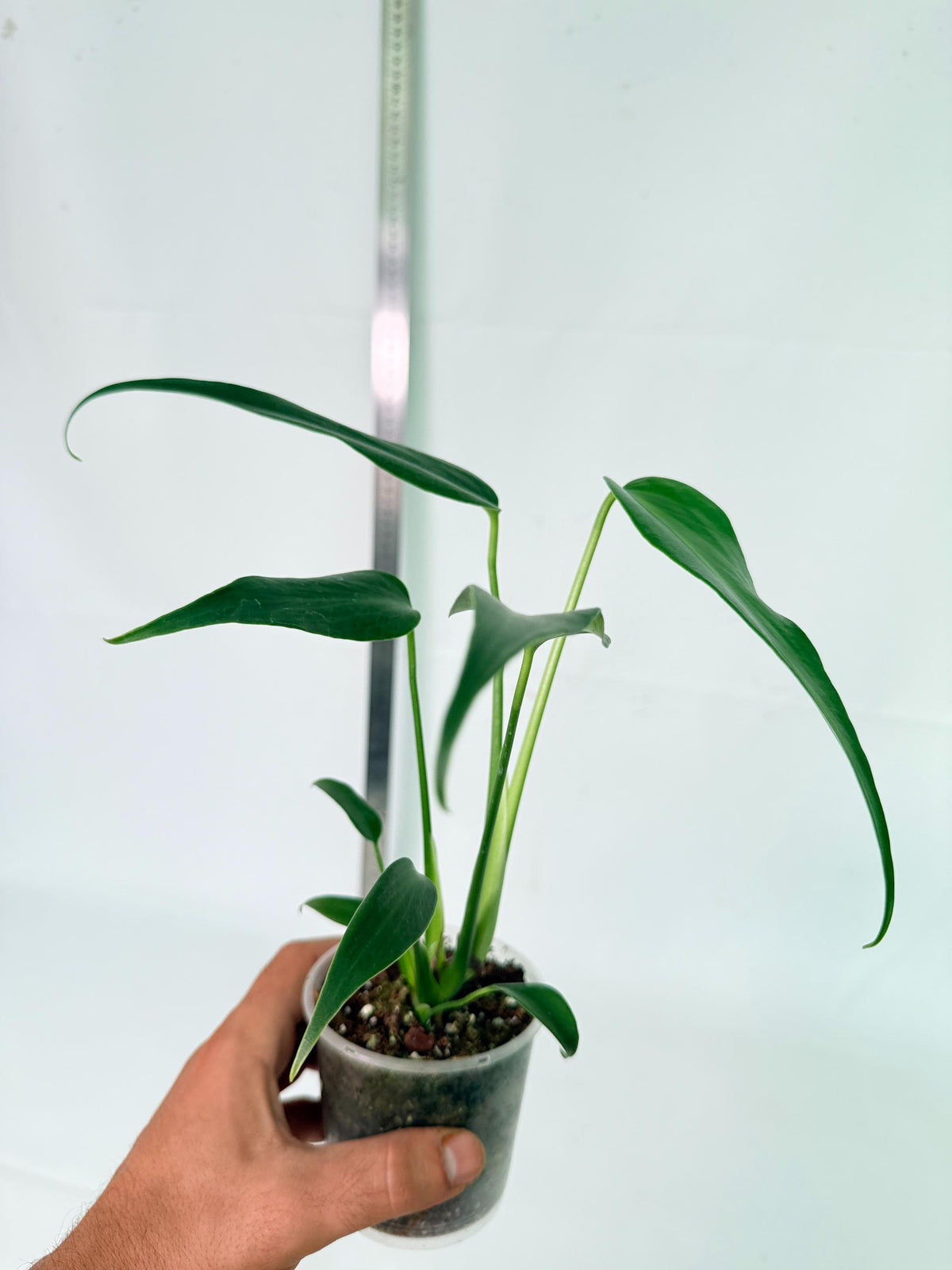 Monstera Burle Marx Flame 9