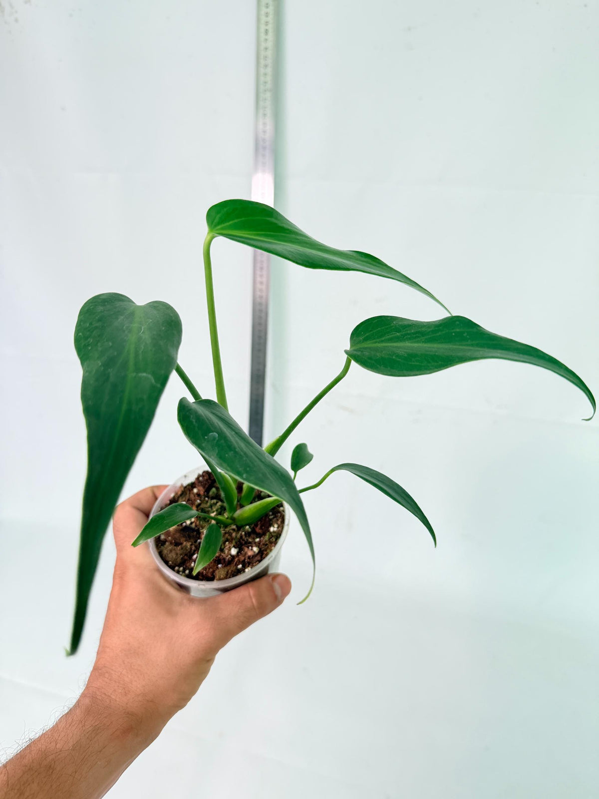 Monstera Burle Marx Flame 8