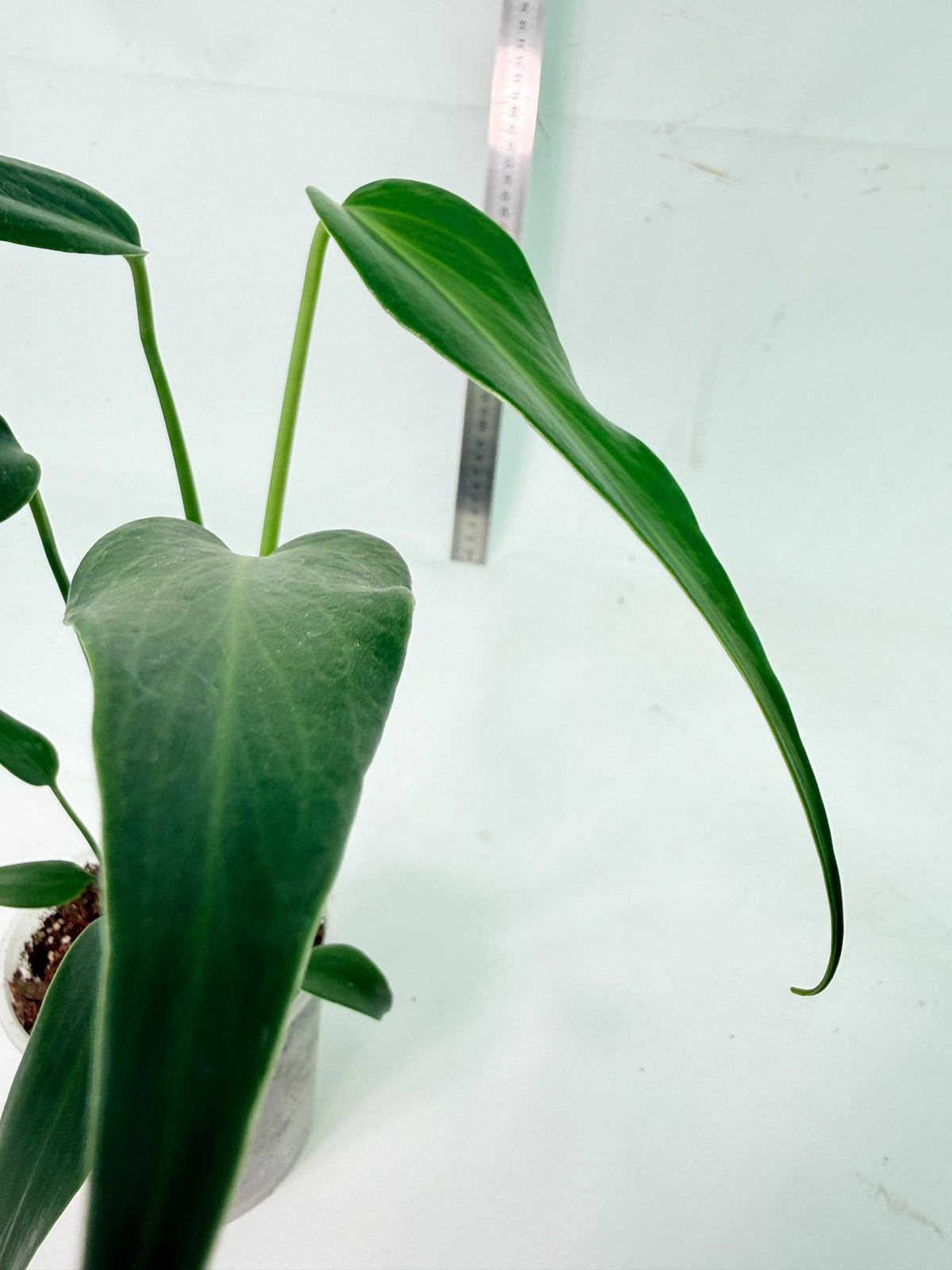 Monstera Burle Marx Flame 4