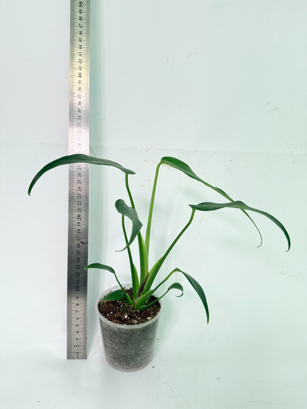 Monstera Burle Marx Flame 10