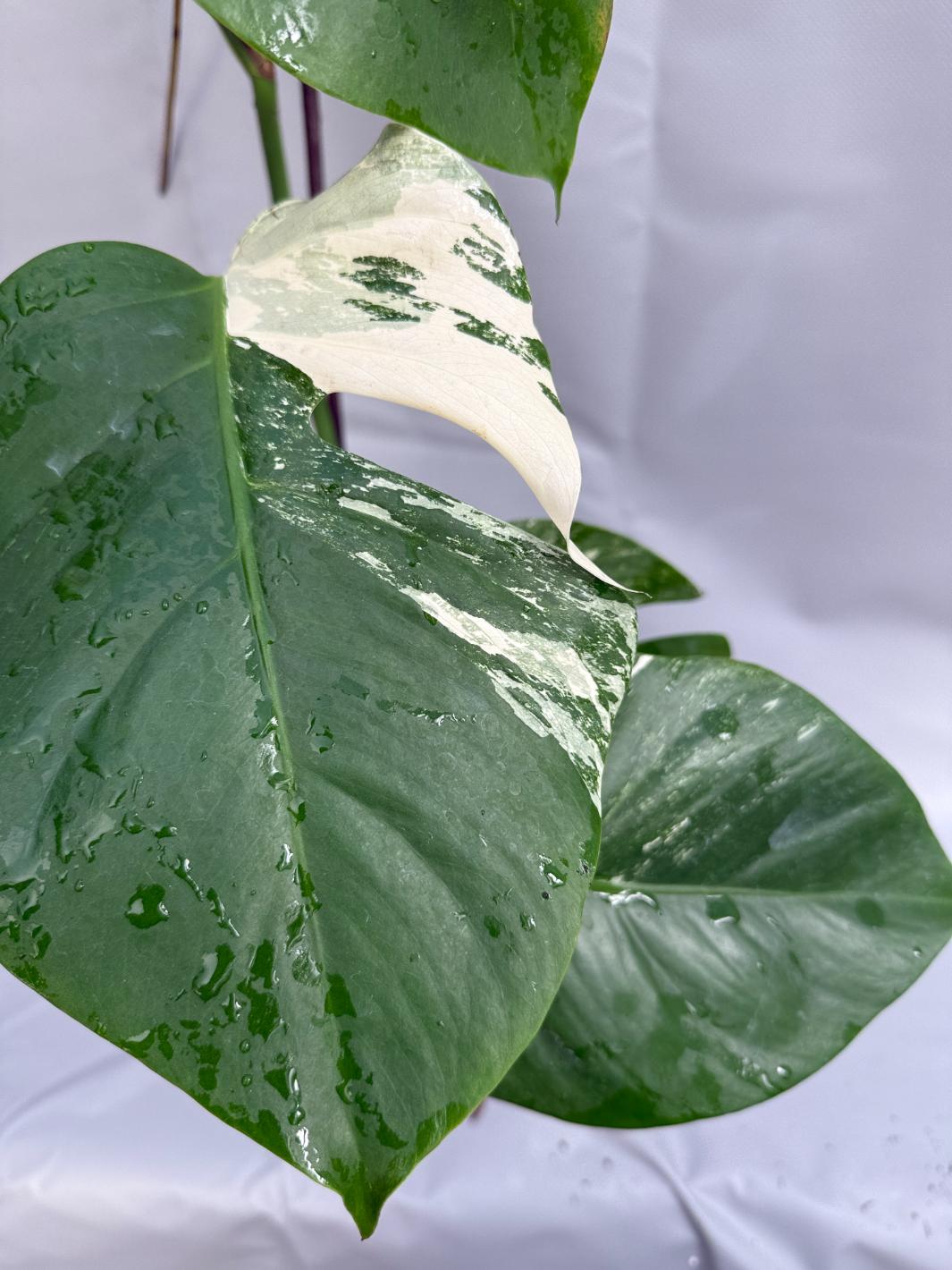 Monstera Deliciosa Albo variegata  26.01.15.07.03