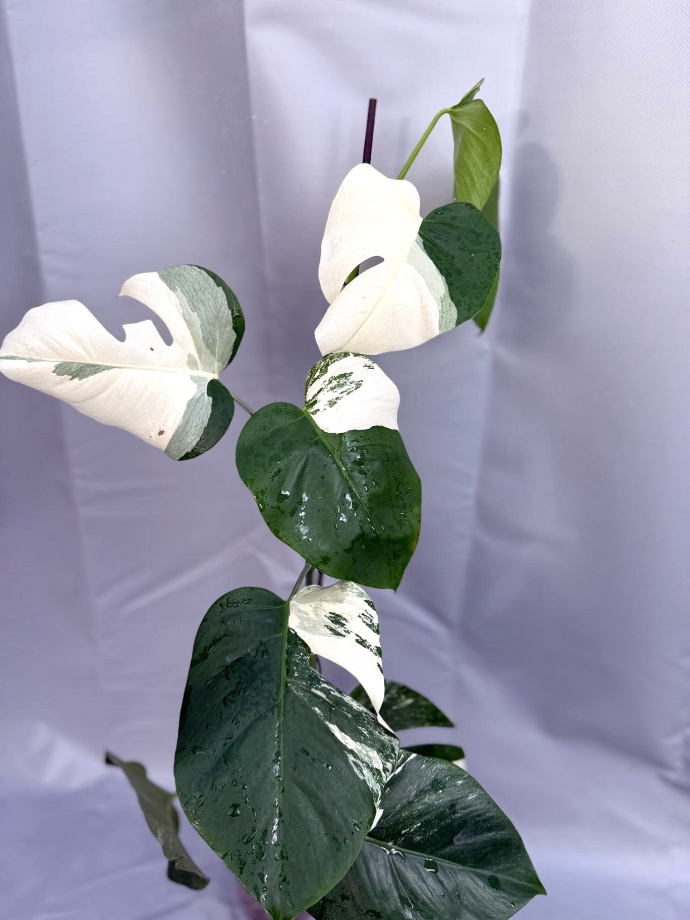 Monstera Deliciosa Albo variegata  26.01.15.07.06