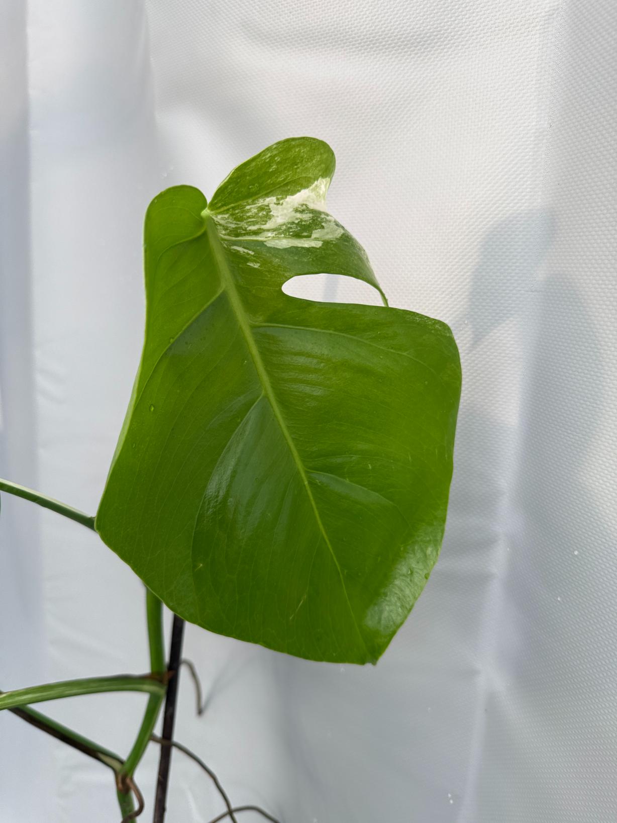 Monstera Deliciosa Albo variegata  26.01.15.07.04