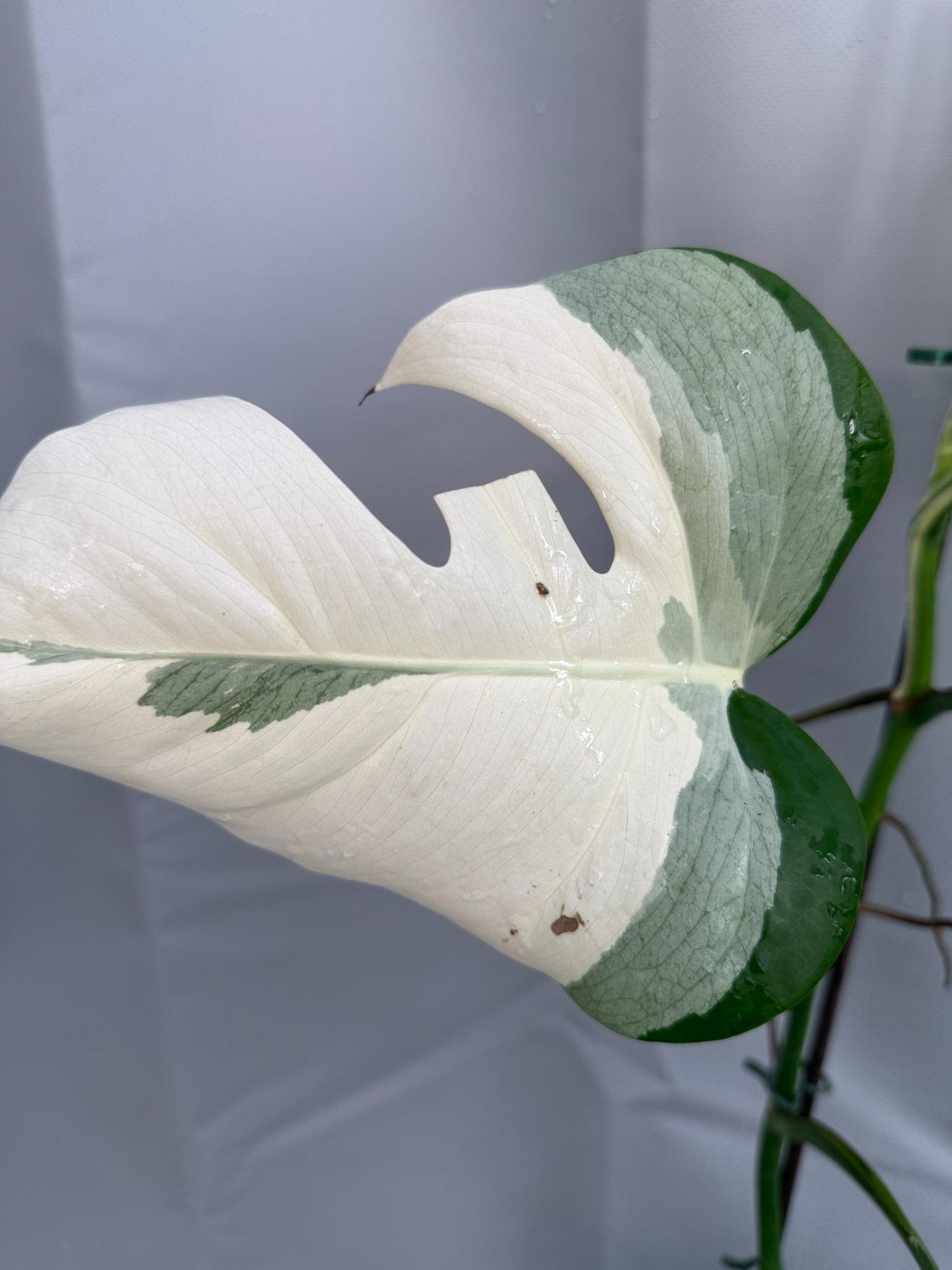 Monstera Deliciosa Albo variegata  26.01.15.07.05