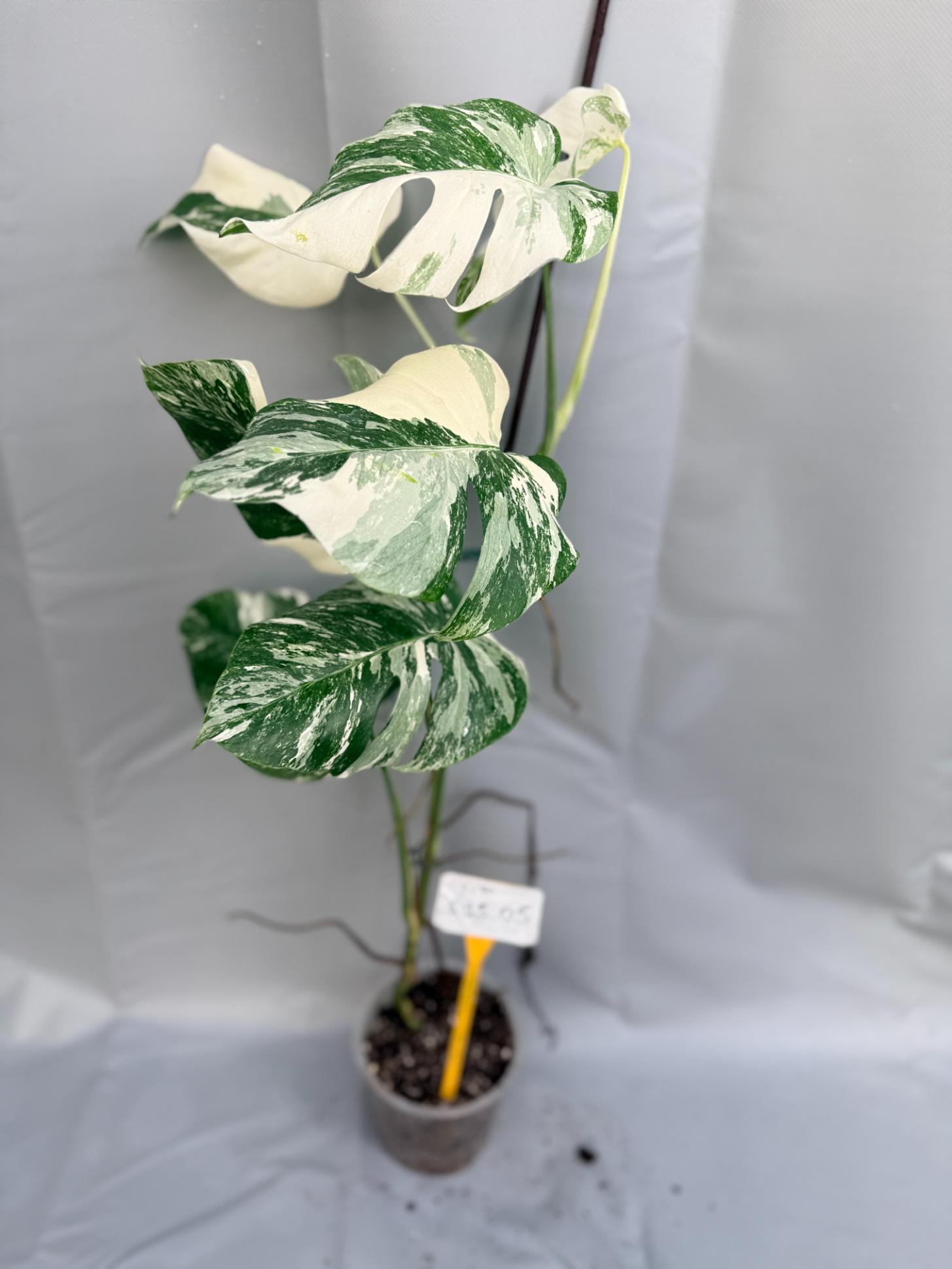 Monstera Albo Variegata_26.01.15.05.01
