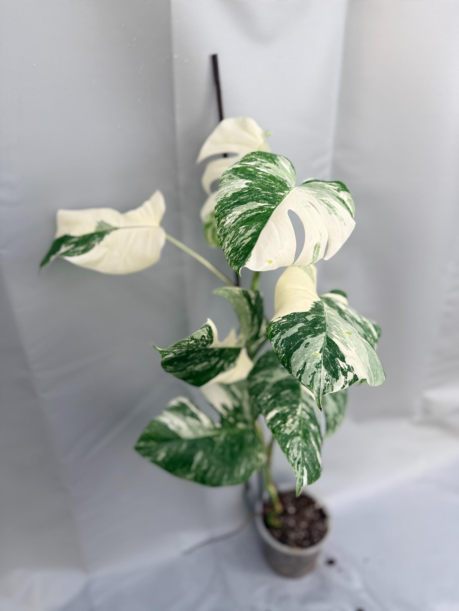 Monstera Albo Variegata_26.01.15.05.04