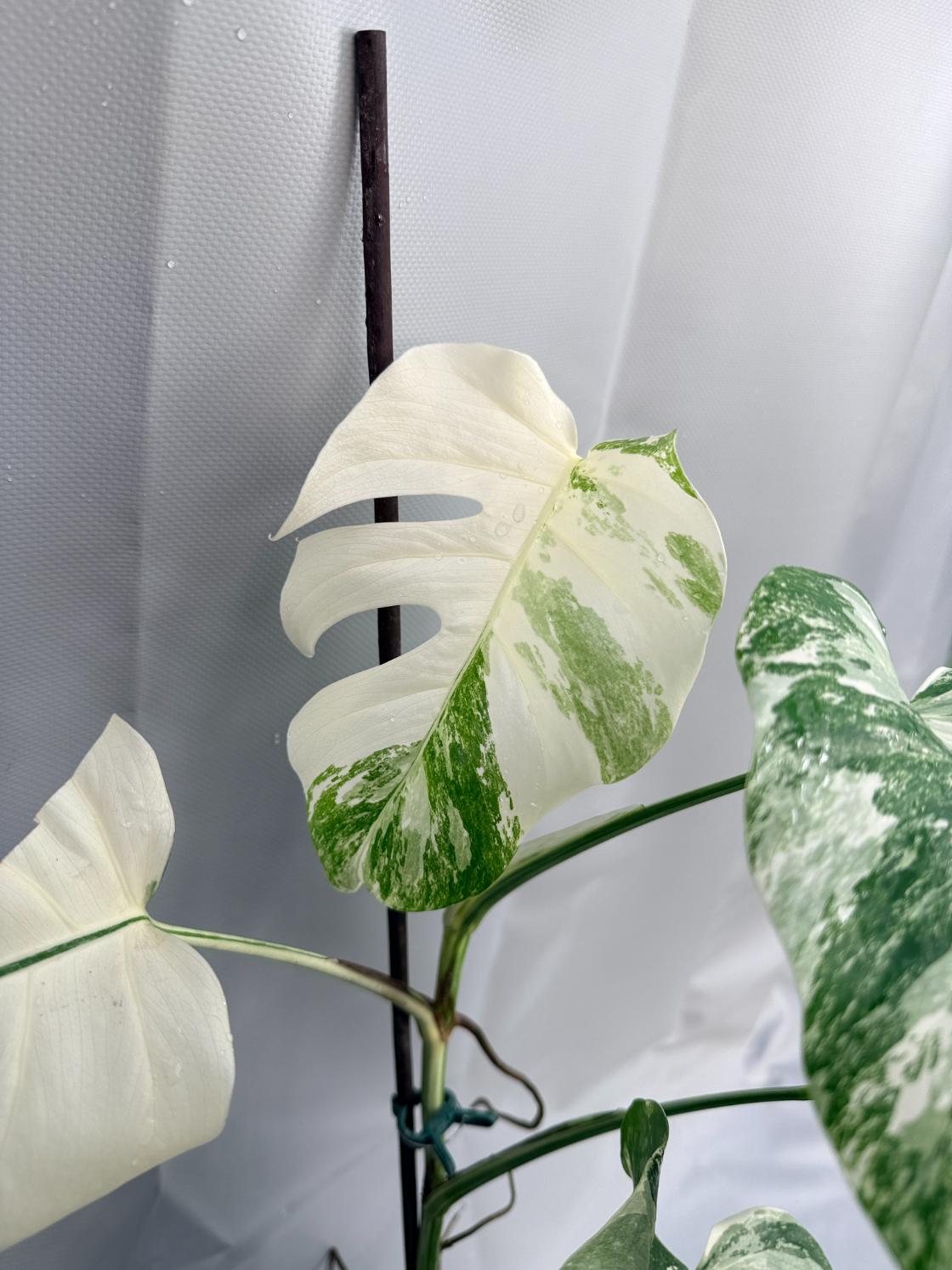 Monstera Albo Variegata_26.01.15.05.05