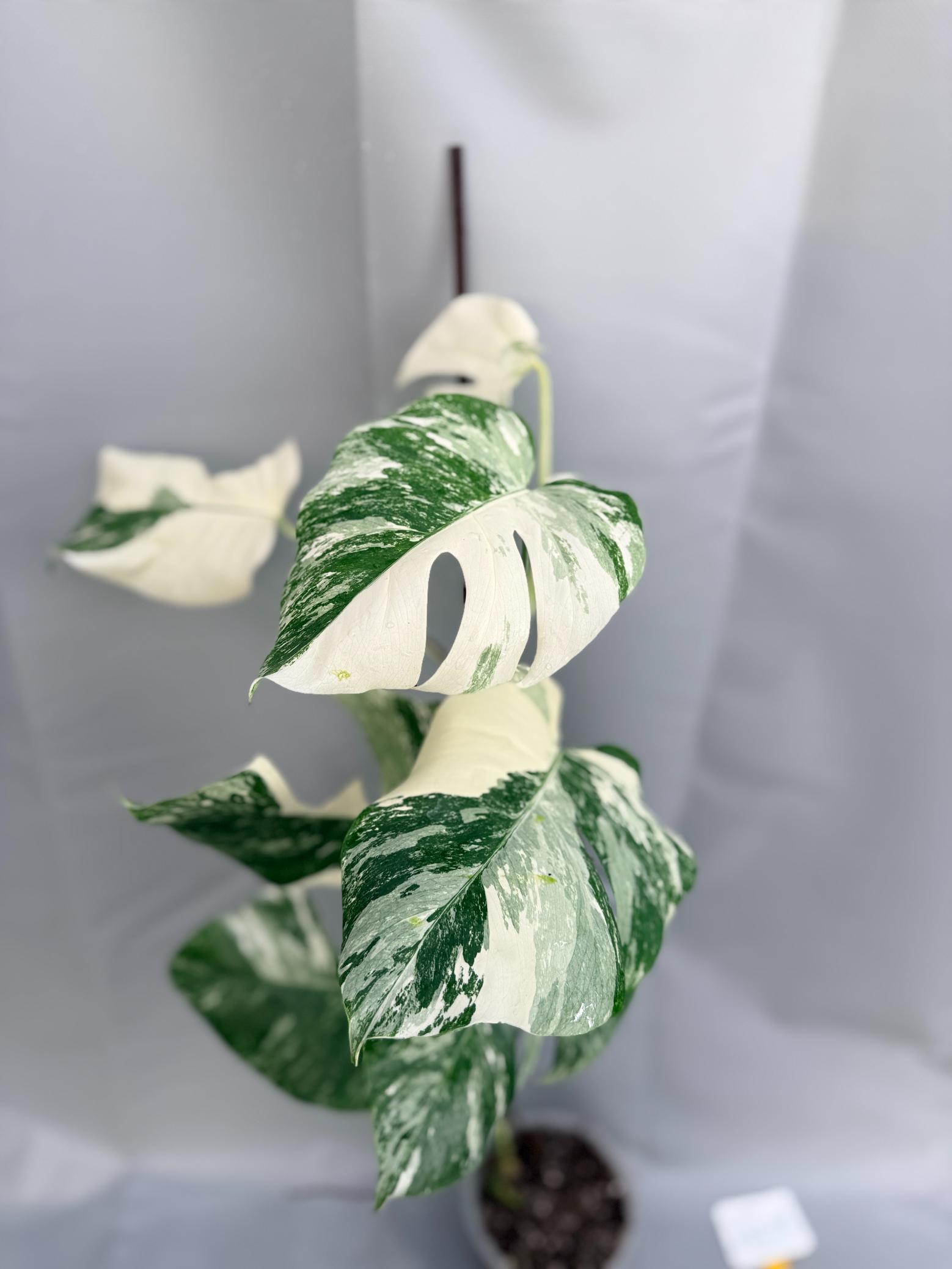 Monstera Albo Variegata_26.01.15.05.06