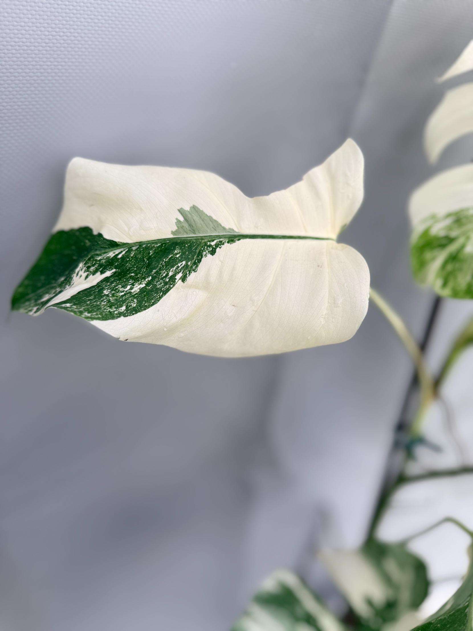 Monstera Albo Variegata_26.01.15.05.07