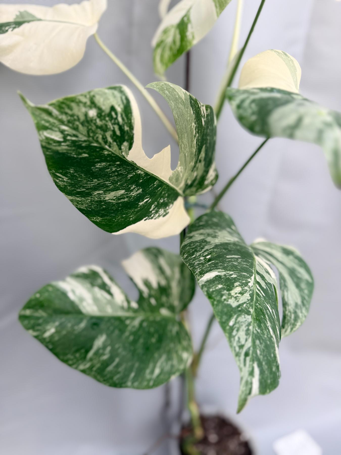 Monstera Albo Variegata_26.01.15.05.08