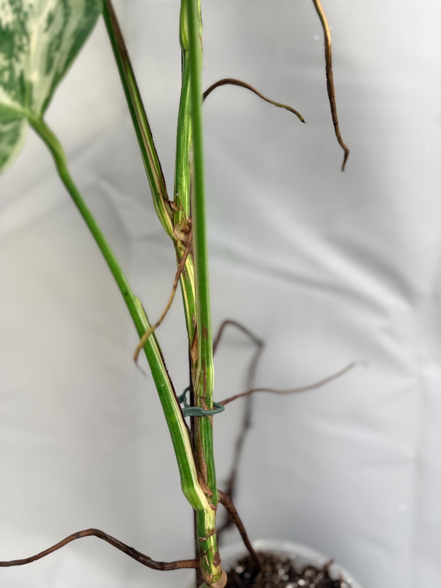 Monstera Albo Variegata_26.01.15.05.09