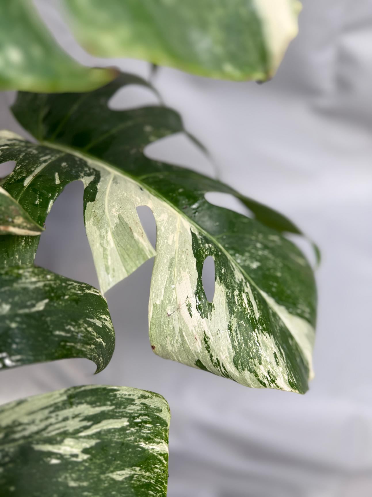 monstera deliciosa albo variegata uk Monstera Deliciosa Albo Variegata XXL