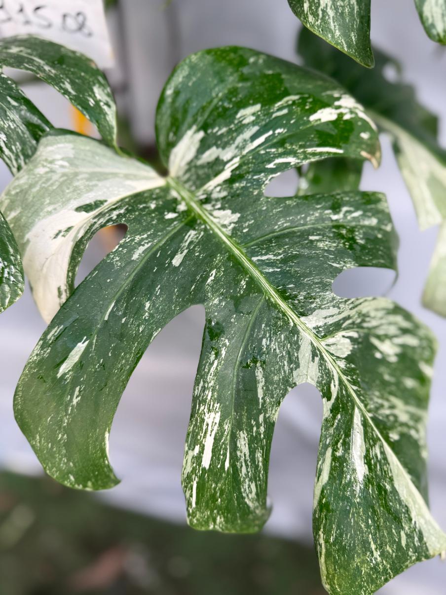 Monstera Albo Variegata 26.01.15.08.12