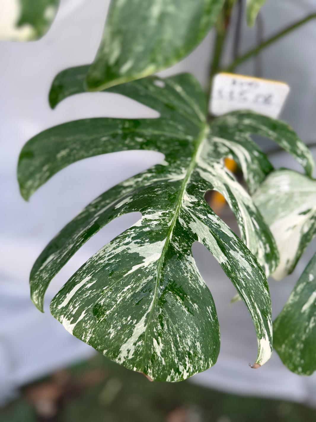 Monstera Albo Variegata 26.01.15.08.13