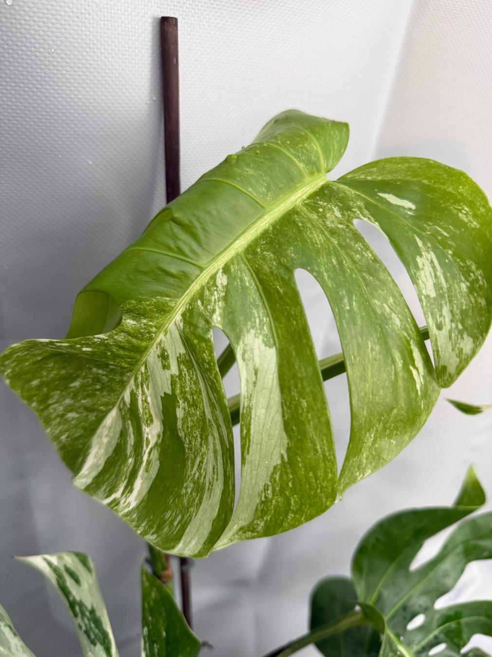 Monstera Albo Variegata 26.01.15.08.04