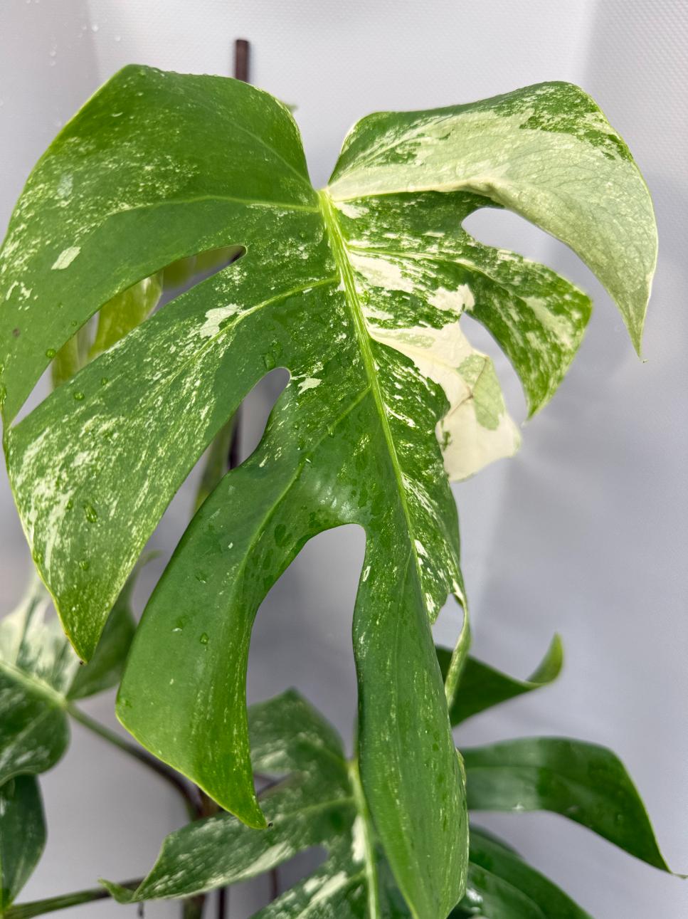 monstera deliciosa albo variegata kaufen Monstera Deliciosa Albo Variegata XXL