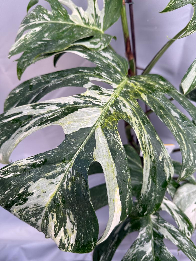 Monstera Albo Variegata 26.01.15.08.06