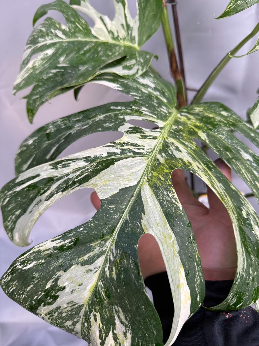 Monstera Albo Variegata 26.01.15.08.07