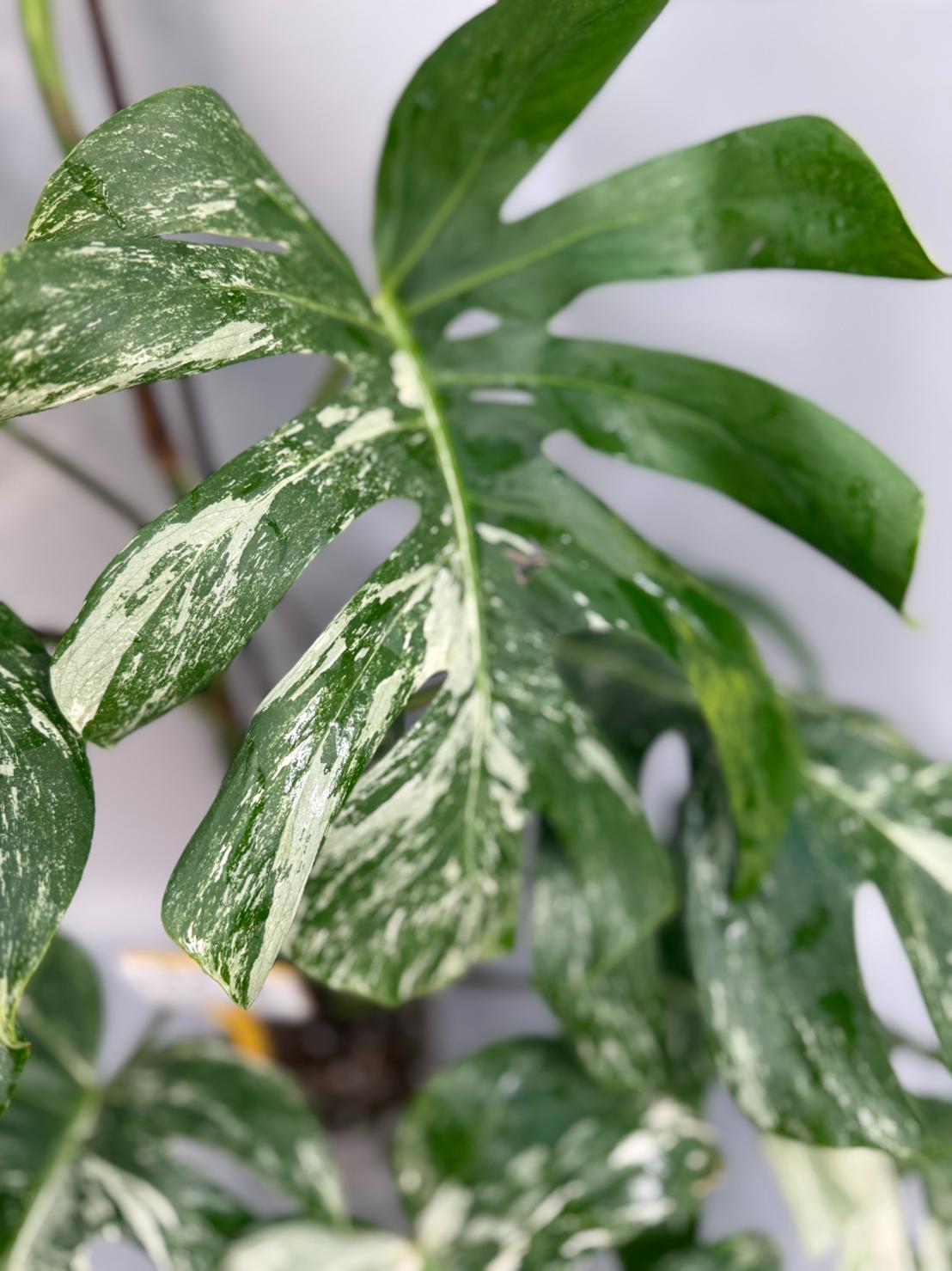 Monstera Albo Variegata 26.01.15.08.09