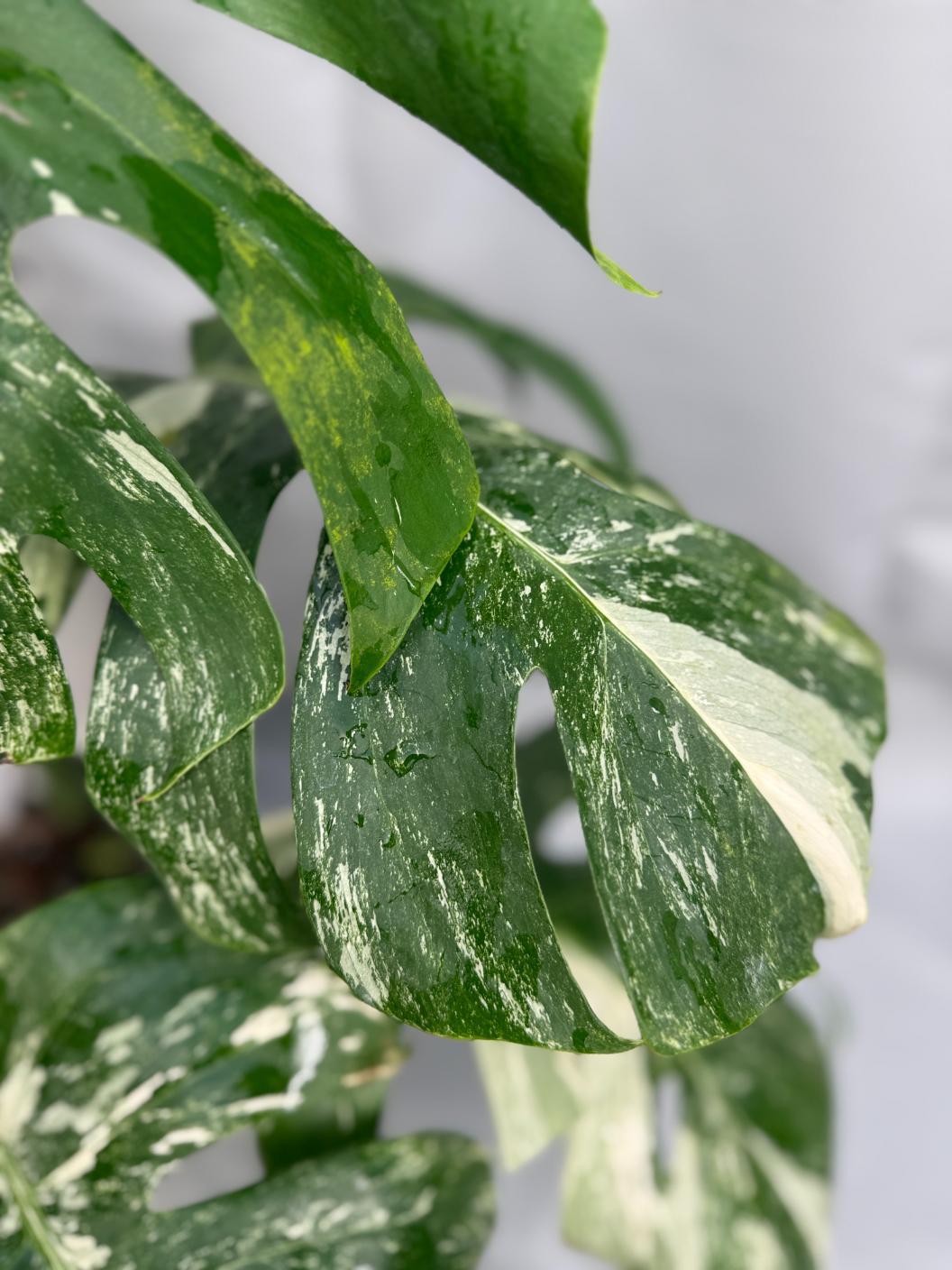 albino monstera Monstera Deliciosa Albo Variegata XXL