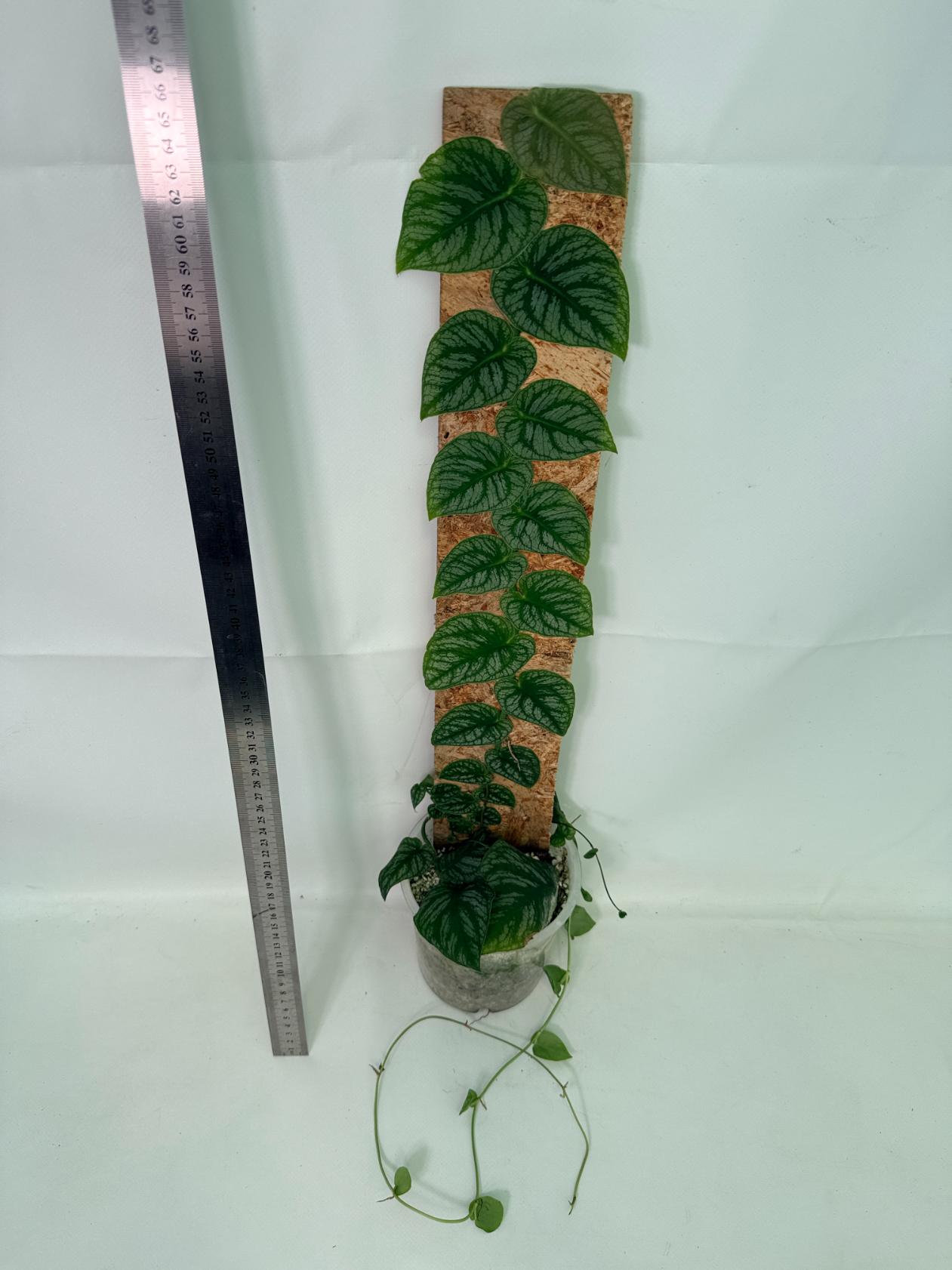 Monstera Dubia 3