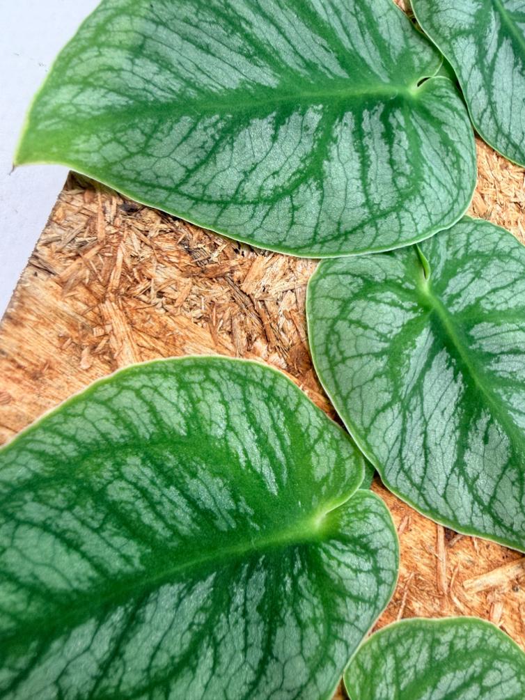 Monstera Dubia 7