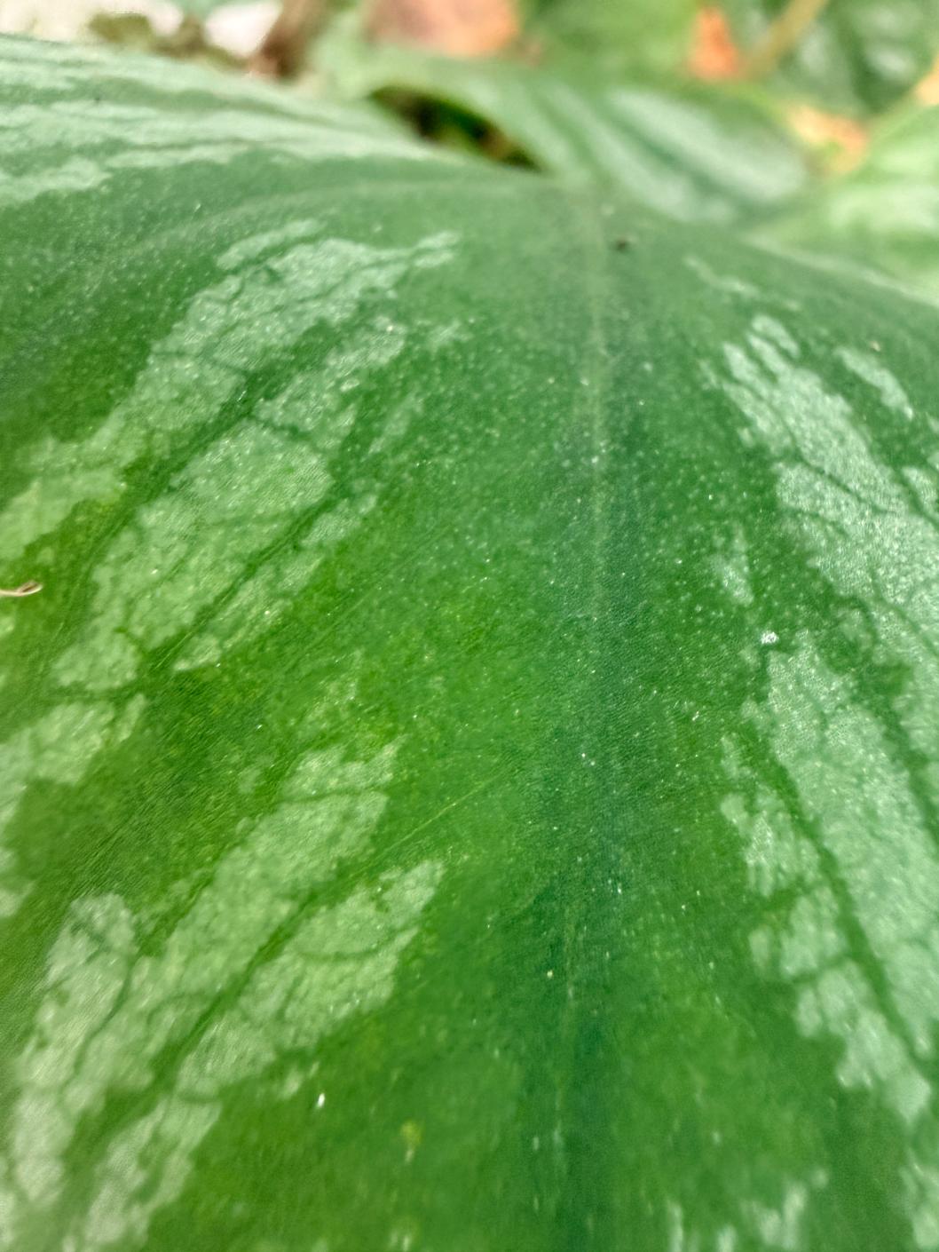 Monstera Dubia 9