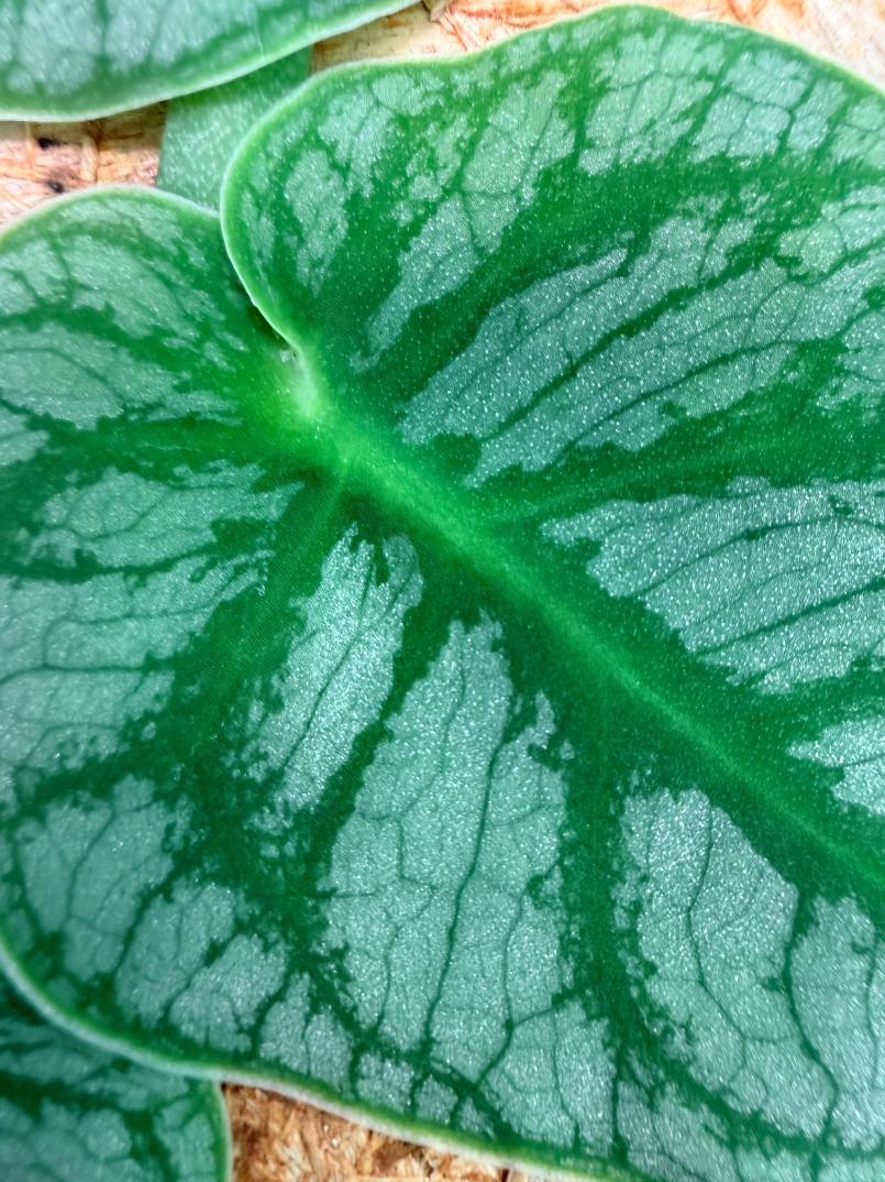 Monstera Dubia 4