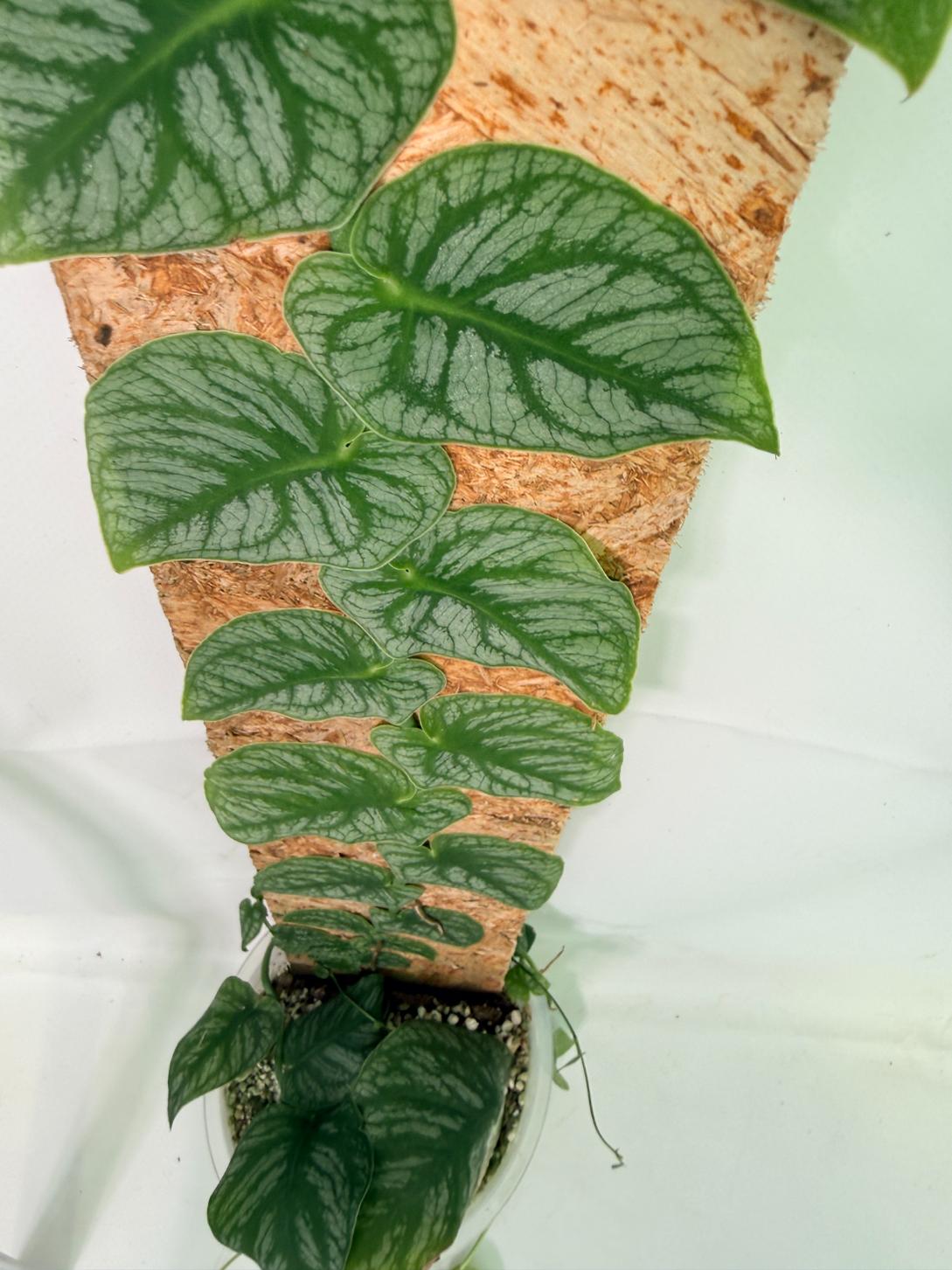 Monstera Dubia 12
