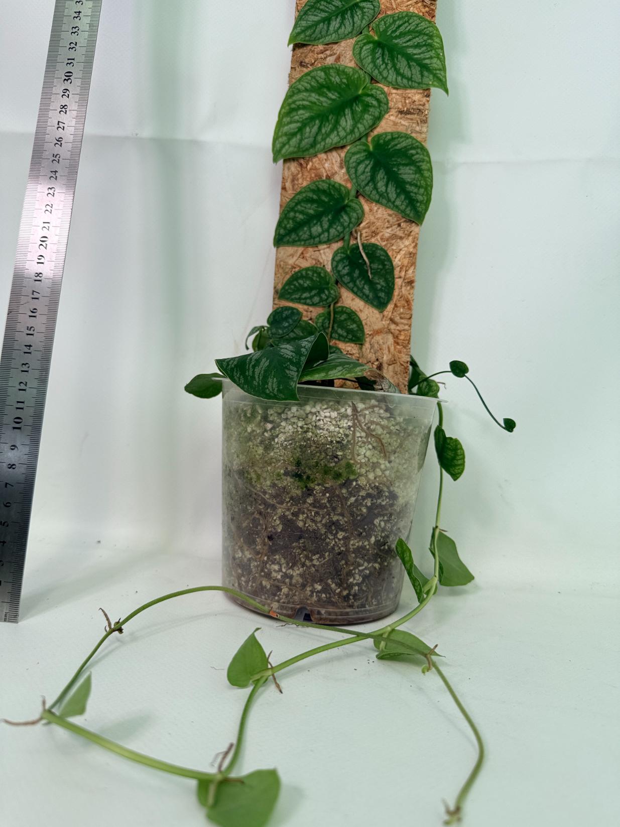 Monstera Dubia 13