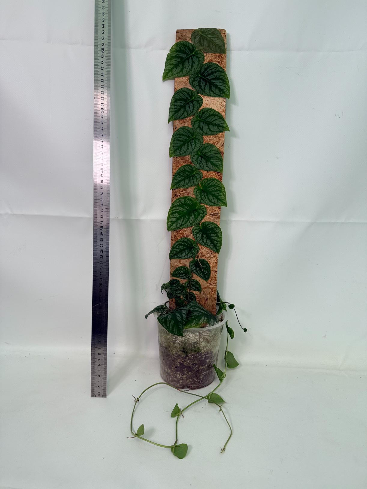 Monstera Dubia 1