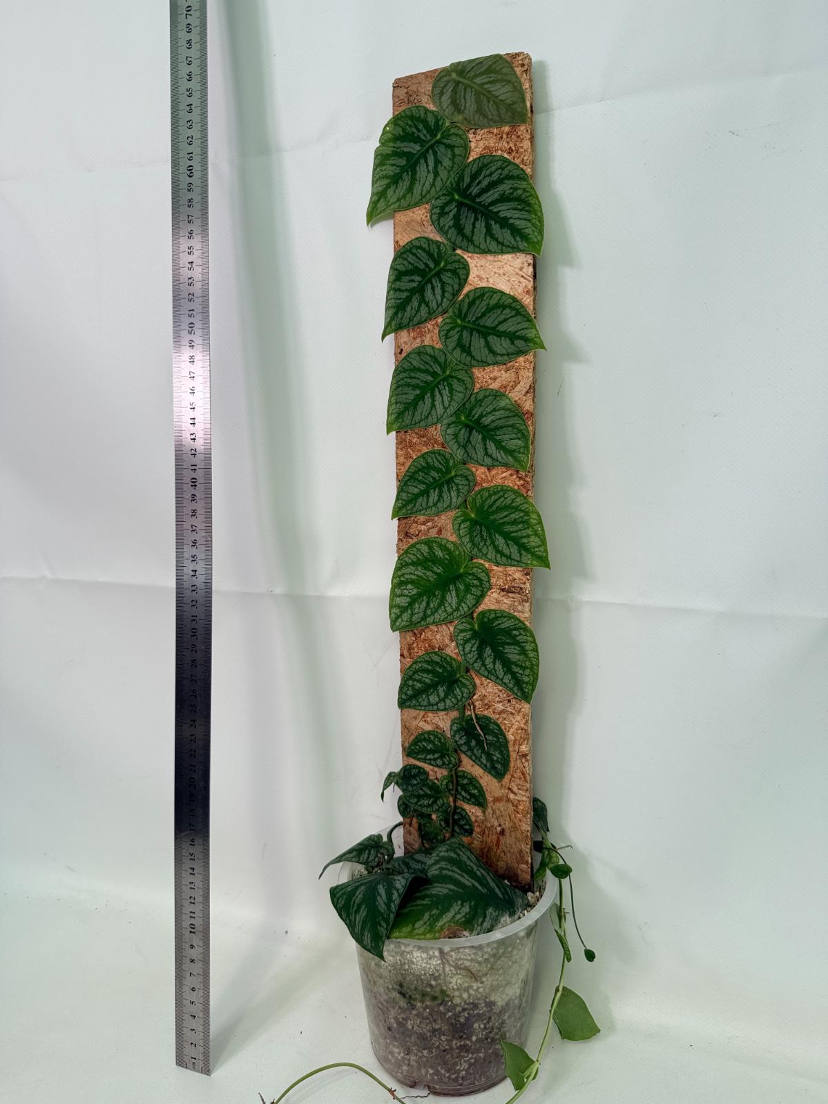 Monstera Dubia 5