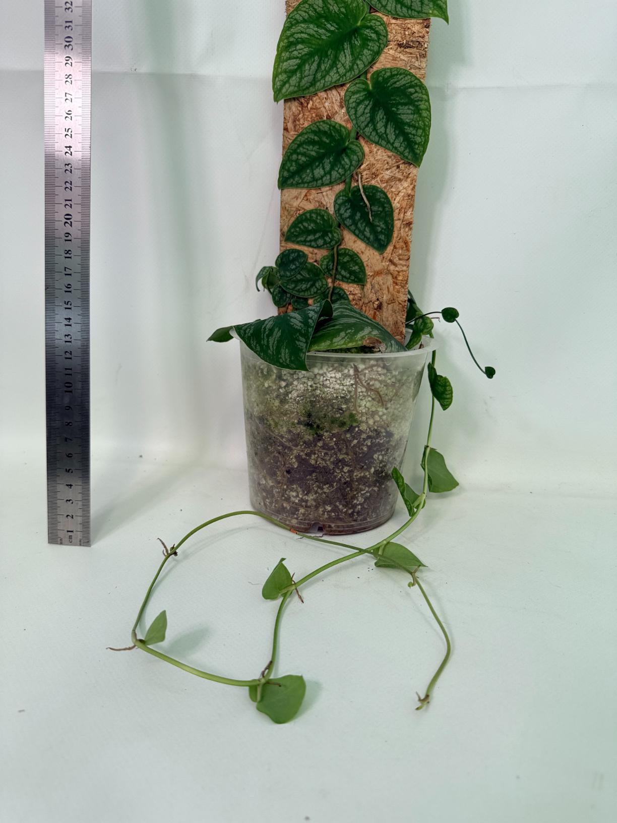 Monstera Dubia 6