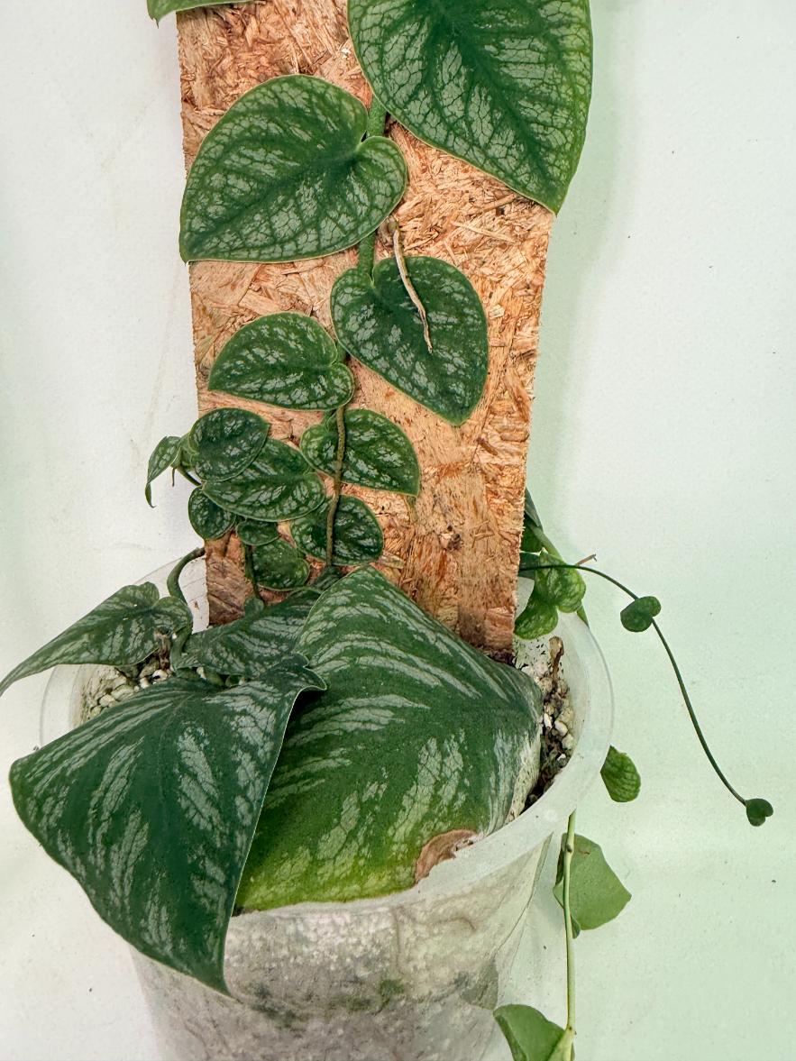 Monstera Dubia 8