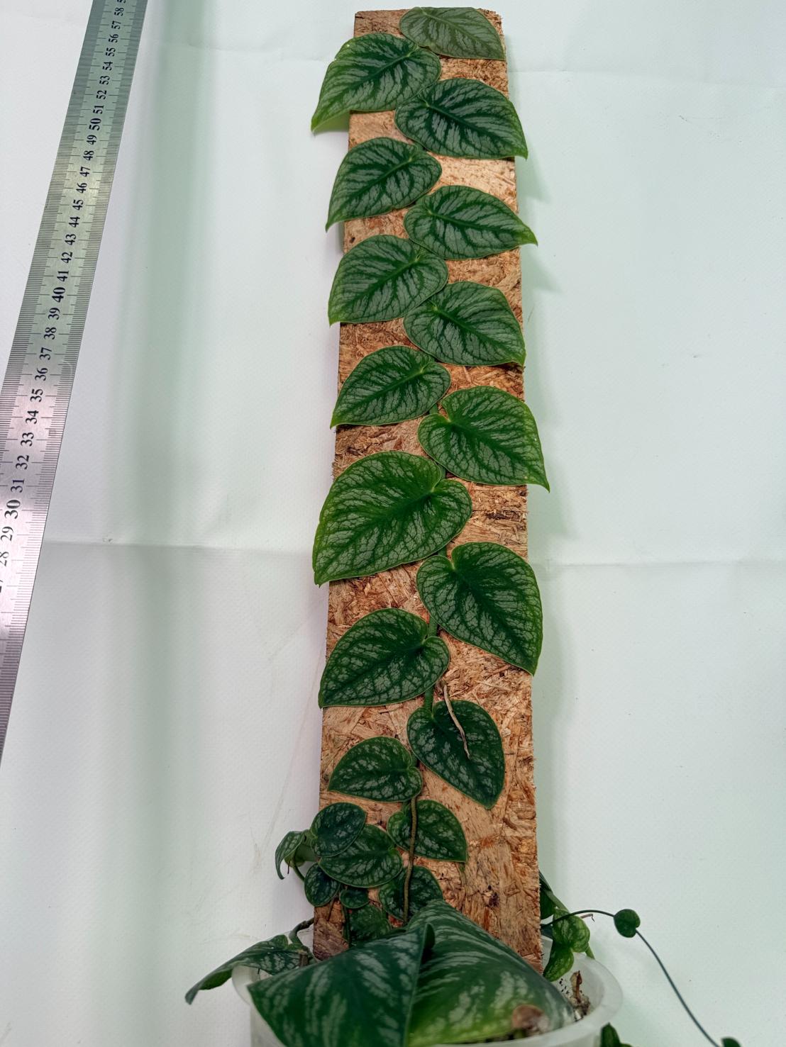 Monstera Dubia 10