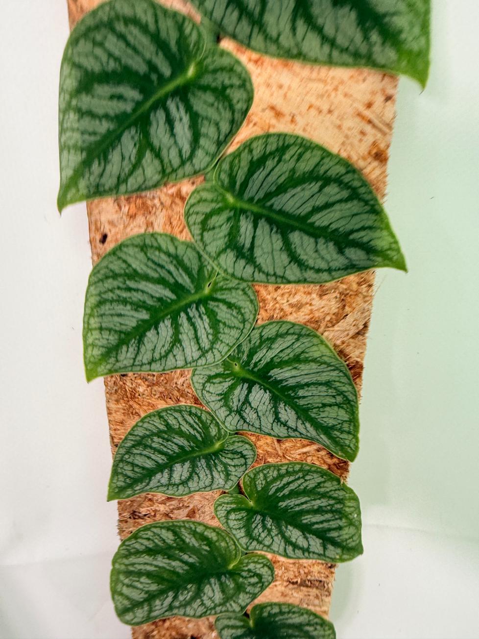 Monstera Dubia 11