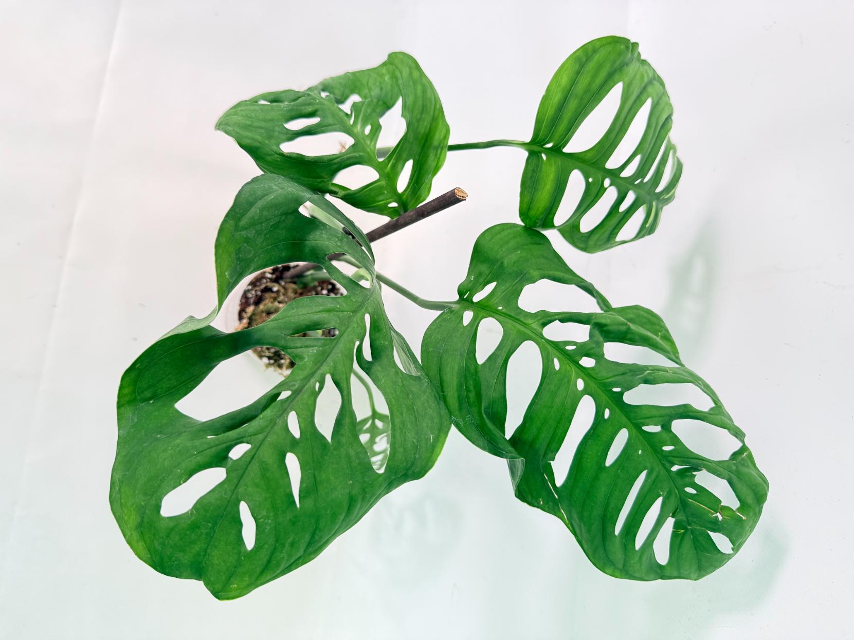 Monstera Epipremnoides Esqueleto 9