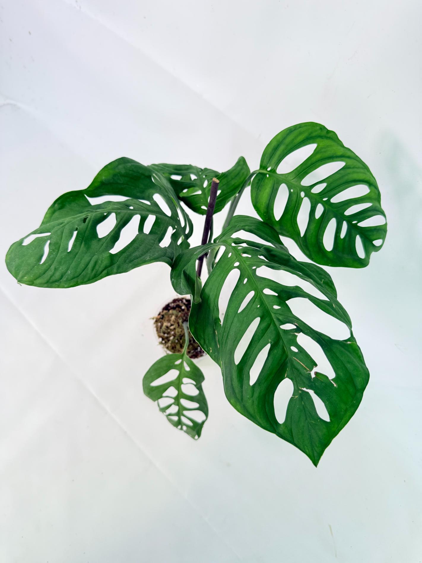 Monstera Epipremnoides Esqueleto 2